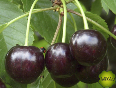 Дюк вишня+черешня "Ночка" (низкорослая, саженец 3 года)