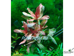 Аммания сенегальская (пучок)