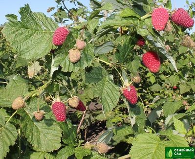 Малина рем.* "Самохвал"