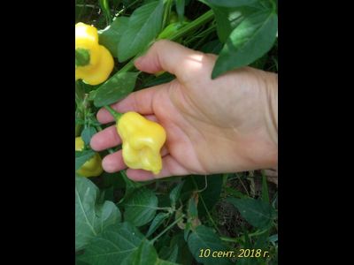 Перец острый Aji White Fantasy