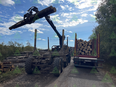 Бревна пиловочные лиственных пород (осина) ГОСТ 9462-88, 22299-76Э