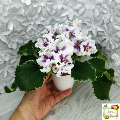 МТ-Сладкая Фантазия химерный спорт