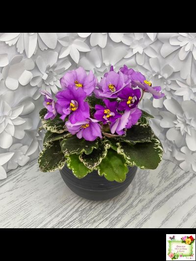 Sky Jems (Johnson) (лист посажен 29.01.26)