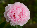 Сара Бернар пион (Paeonia Sarah Bernhardt)