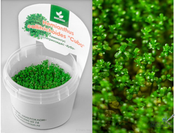 Хемиантус Куба в аквариуме