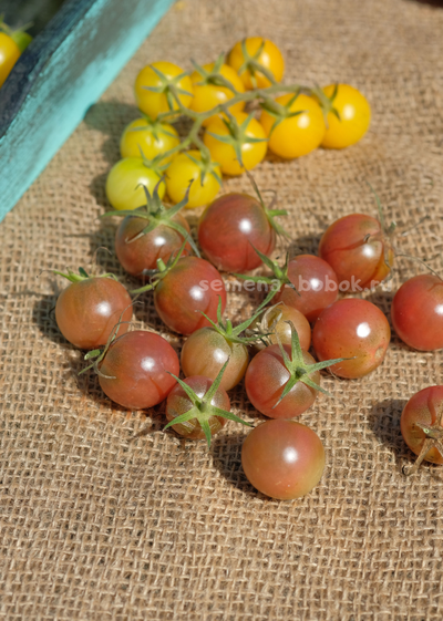 Томат черри Икра Черная, 10 шт