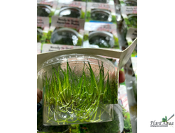 Элеохарис Мини (меристемный) Сингапур