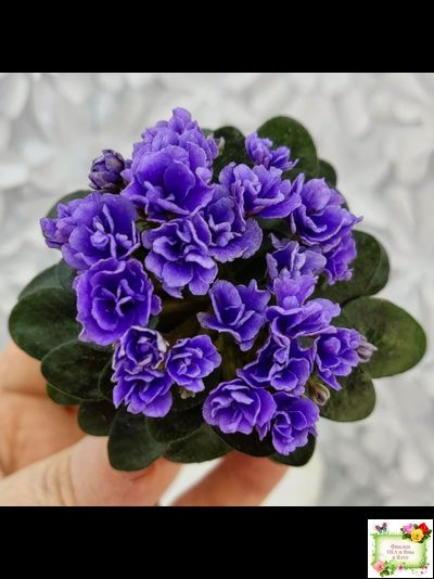 Blue Scoundrel micromini (P.Sorano/LLG) (Блю Ска́ндрел) микроминиатюра