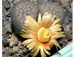 Lithops verruculosa v.glabra С160 - 10 семян