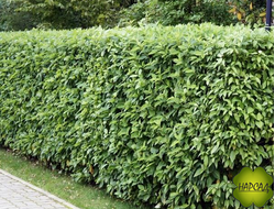 ДЕРЕН "СИБИРИКА"  (зимой побеги красные) (пышный саженец 1,3 м)