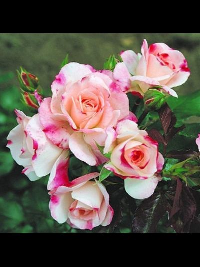 Розенштадт Фрайзинг (Rosenstadt Freising)