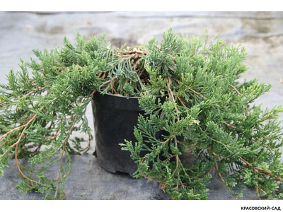 Можжевельник горизонтальный Джейд Ривер