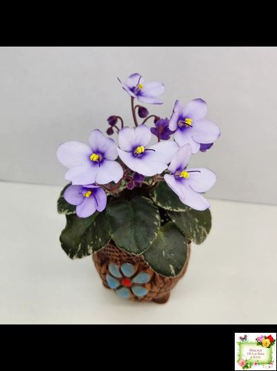 Smitten Kitten (LLG/S.Sorano) 03/22/2008 (9956)