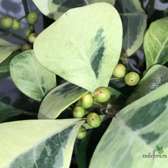 Фикусы - Ficus Triangularis Coconut Cream / фикус триангулярис кремовый