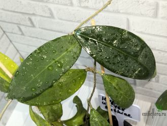 Hoya Ruthiae (sp. UT-168) (EPC-849)