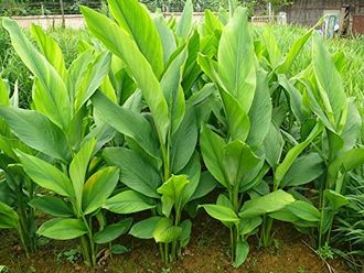 Куркума длинная (Curcuma longa) лист - 100% натуральное эфирное масло
