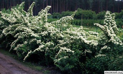 Спирея ниппонская Сноумаунд - Snowmound