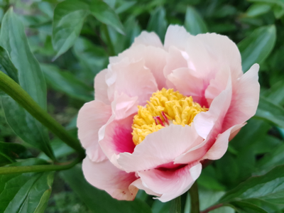 Пион Athena (Афина)