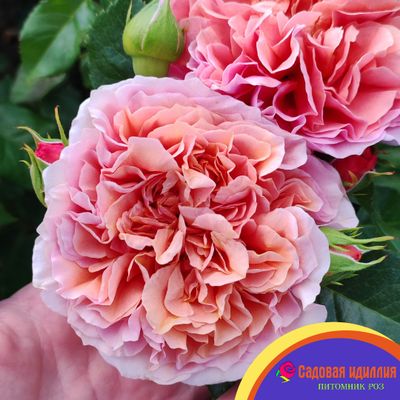 Бель Д,Анжу (Belle D'Anjou)