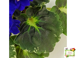 Р-Голубика (В. Зуб) 2023 г.