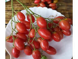 Томат Чио-чио-сан