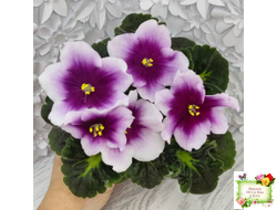 ЛФ-Посмотри в Глаза (Л. Федосеева) 2022 г.