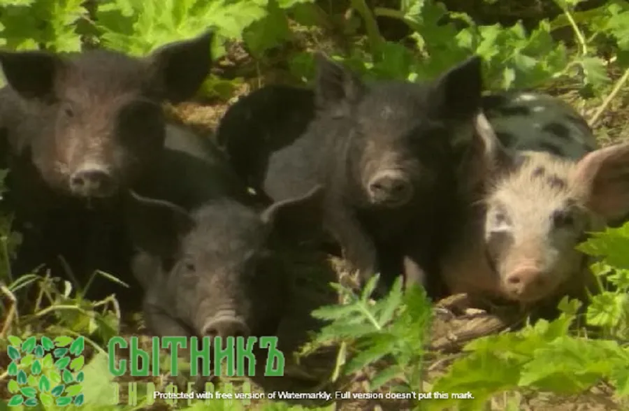 Поросята молочные с фермы