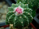 Aztekium  ritteri PP 566 (d=18-20)