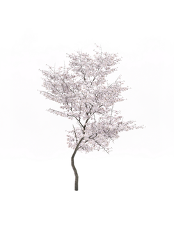 цветущие Вишня 7