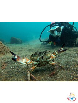 Дайвинг в Алуште