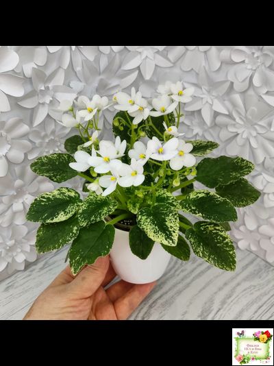 Alan’s Fallen Angel (A.Murphy) трейлер