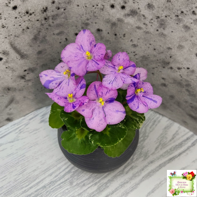 Shirl's Pip Squeak (S.Sanders) 10/14/2005 (пестролистный гёрл)