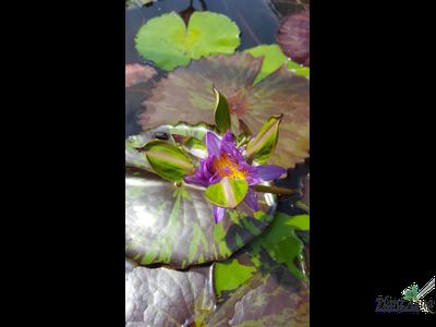 Нимфея Индиан Годдес