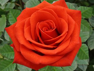 Сантана ( Santana), Ч/Г.