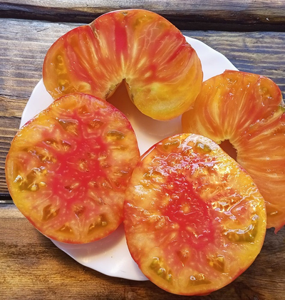 Томат Холли 12 (Holly’s 12)