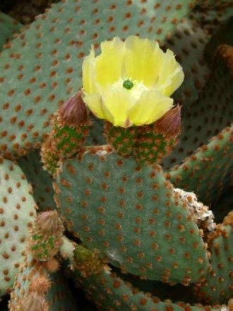 Opuntia Rufida