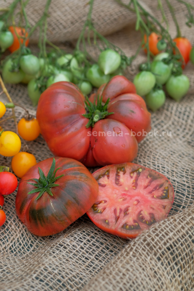 Томат Dwarf Tasty Wine (Гном Вкусное Вино), 10 шт