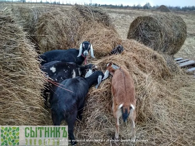 Обжоры нубийские козы на семейной ферме