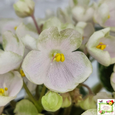 Н-Подснежник (Н. Бердникова)