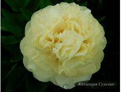 Пион Sunny Boy (Санни Бой)