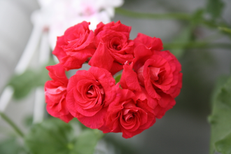 Bernardo - пеларгония  плющелистная - описание сорта, фото - купить черенок в Перми и почтой