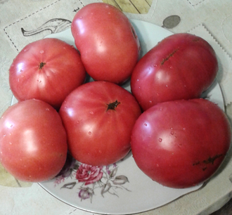 Семена томата Винзал