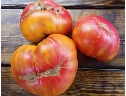 Томат Холли 12 (Holly’s 12)