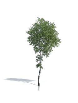 Billboards Дерево летнее_06