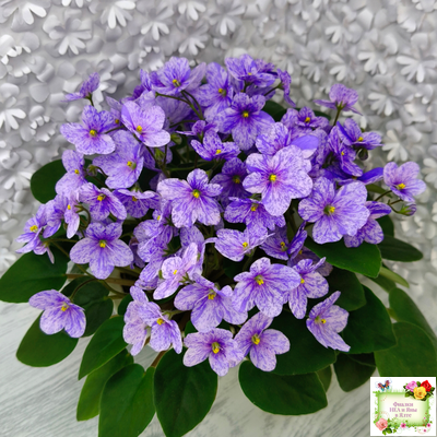 ГЕА-Весёлый Клоун (Е. Галицкая) 2024 г. трейлер