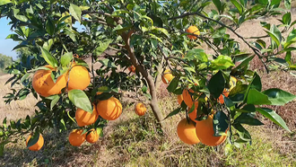 Апельсин сладкий Citrus sinensis (цедра) Сицилия, 5 мл - 100% натуральное эфирное масло