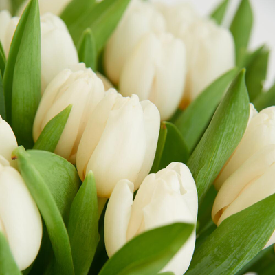 51 белый тюльпан в корзине