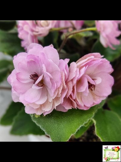 Lituanika (Būtienė) трейлер