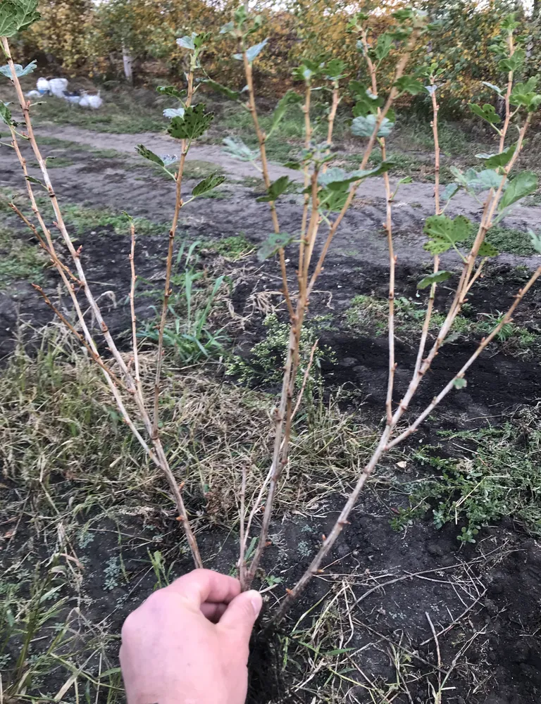 Двулетний саженец крыжовника.