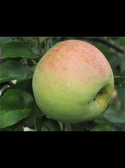 Антоновка десертная (яблоня)